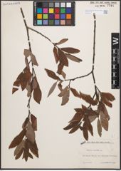Foto von Salix cinerea L.